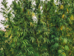 工业大麻植物生长的基本要素