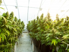 爱达荷州立法者推进宪法禁止大麻