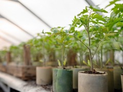 温室植物通过光调控影响作物生长