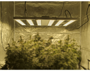 光照植物灯